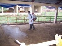 Phòng trị bệnh lở mồm long móng ở trâu bò