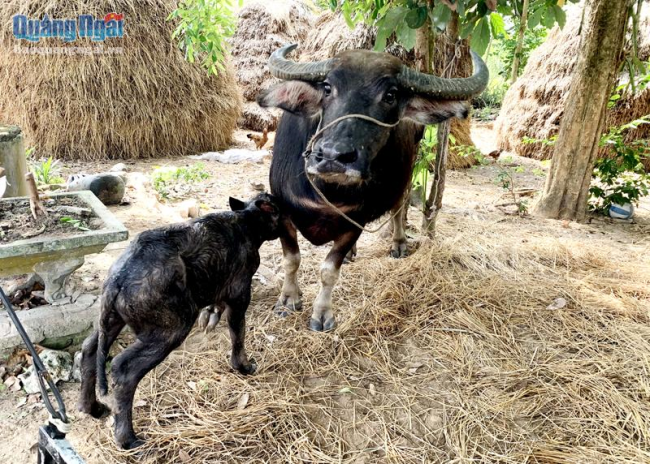Nâng tầm thể trạng giống trâu